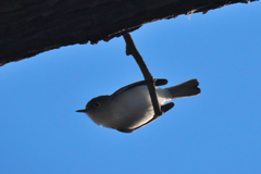 Polioptila caerulea