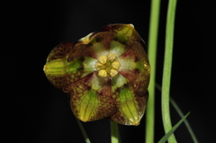 Fritillaria