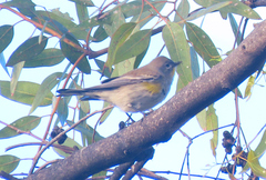 Setophaga coronata