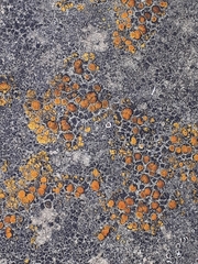 Candelariella aurella