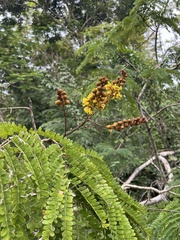 Peltophorum pterocarpum