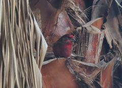 Haemorhous mexicanus