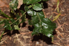 Citronella mucronata
