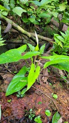 Xanthosoma conspurcatum