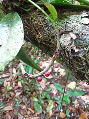Anthurium gracile