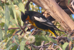 Icterus abeillei