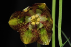 Fritillaria