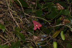 Lapageria rosea