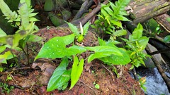 Xanthosoma conspurcatum