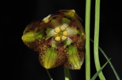Fritillaria