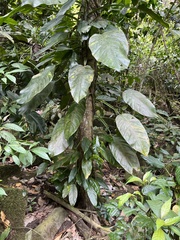 Epipremnum aureum