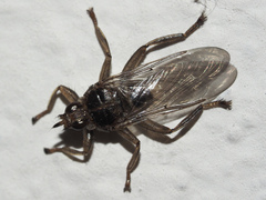 Pseudolynchia canariensis