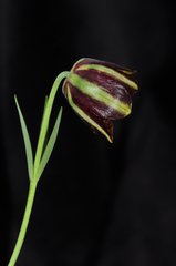 Fritillaria