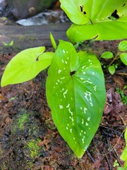 Xanthosoma conspurcatum