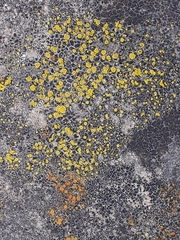 Candelariella aurella