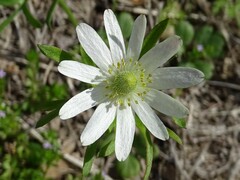 Anemone berlandieri