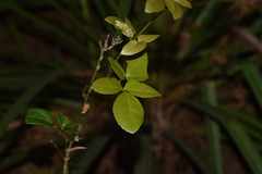 Lardizabala biternata