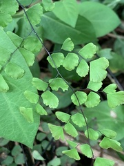 Adiantum poiretii