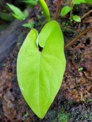 Xanthosoma conspurcatum