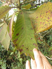 Saurauia