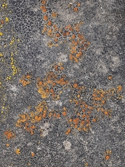 Candelariella aurella