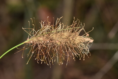 Carex erinacea