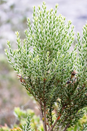 Peninsula Mountainpea (Liparia laevigata)