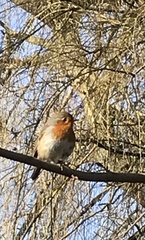 Erithacus rubecula