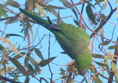 Myiopsitta monachus