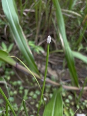 Eleocharis elegans