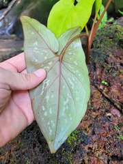 Xanthosoma conspurcatum