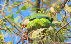 Myiopsitta monachus