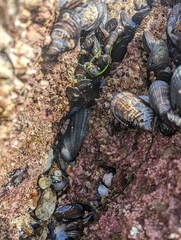 Haliotis cracherodii