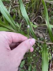 Eleocharis elegans
