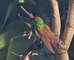Saucerottia