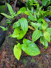 Xanthosoma conspurcatum