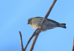Setophaga coronata