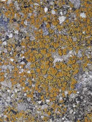 Candelariella aurella