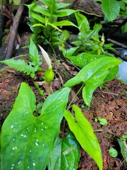 Xanthosoma conspurcatum
