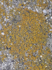 Candelariella aurella