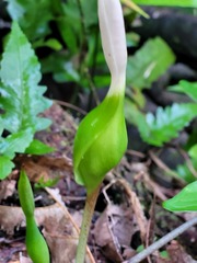 Xanthosoma conspurcatum