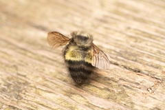 Bombus flavifrons