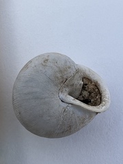 Patera roemeri