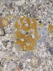 Candelariella aurella