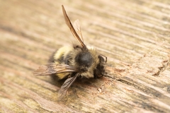 Bombus flavifrons