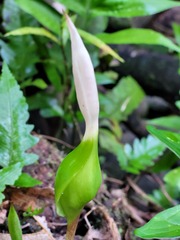 Xanthosoma conspurcatum