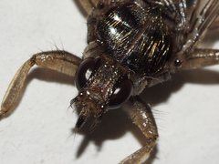 Pseudolynchia canariensis