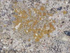 Candelariella aurella