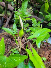 Xanthosoma conspurcatum