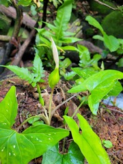 Xanthosoma conspurcatum